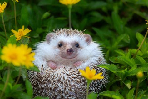 cute hedgehog pics